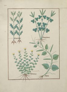 Filipendula; Fistularia and Faseolus, illustration from The Book of Simple Medicines by Robinet Testard